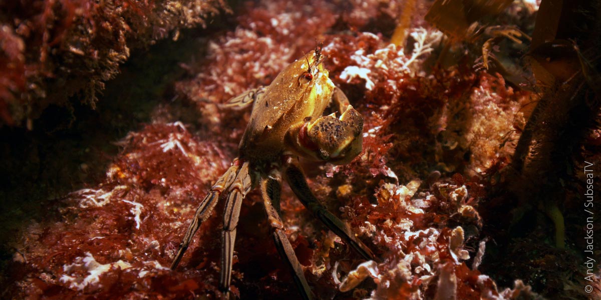 Underwater Crab_Kelp