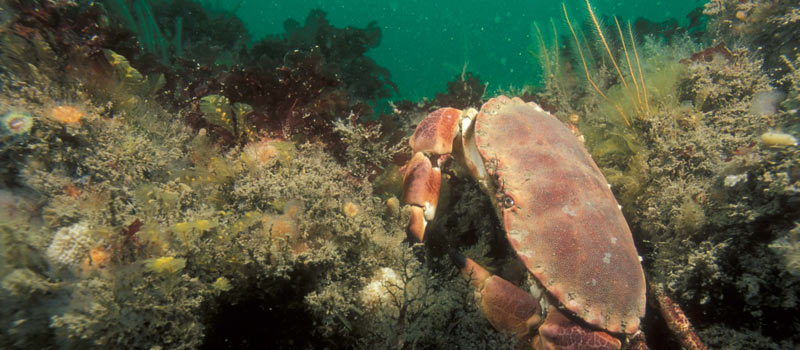 Crabe des fonds marins de Skomer