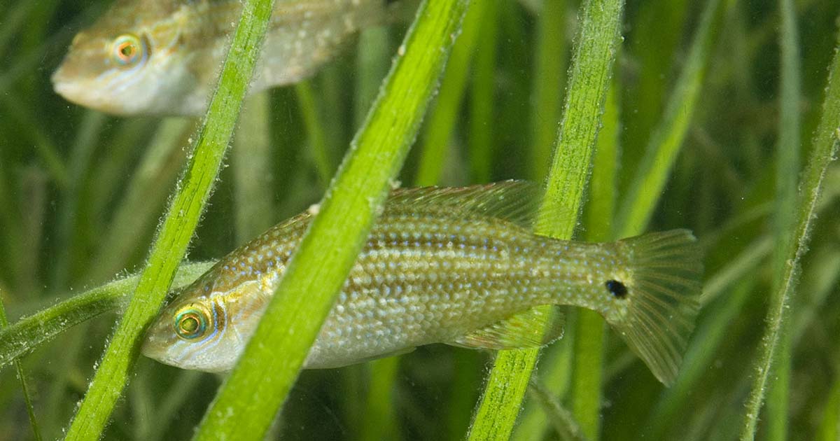 (C) Paul Naylor Herbe d'anguille avec napoléon