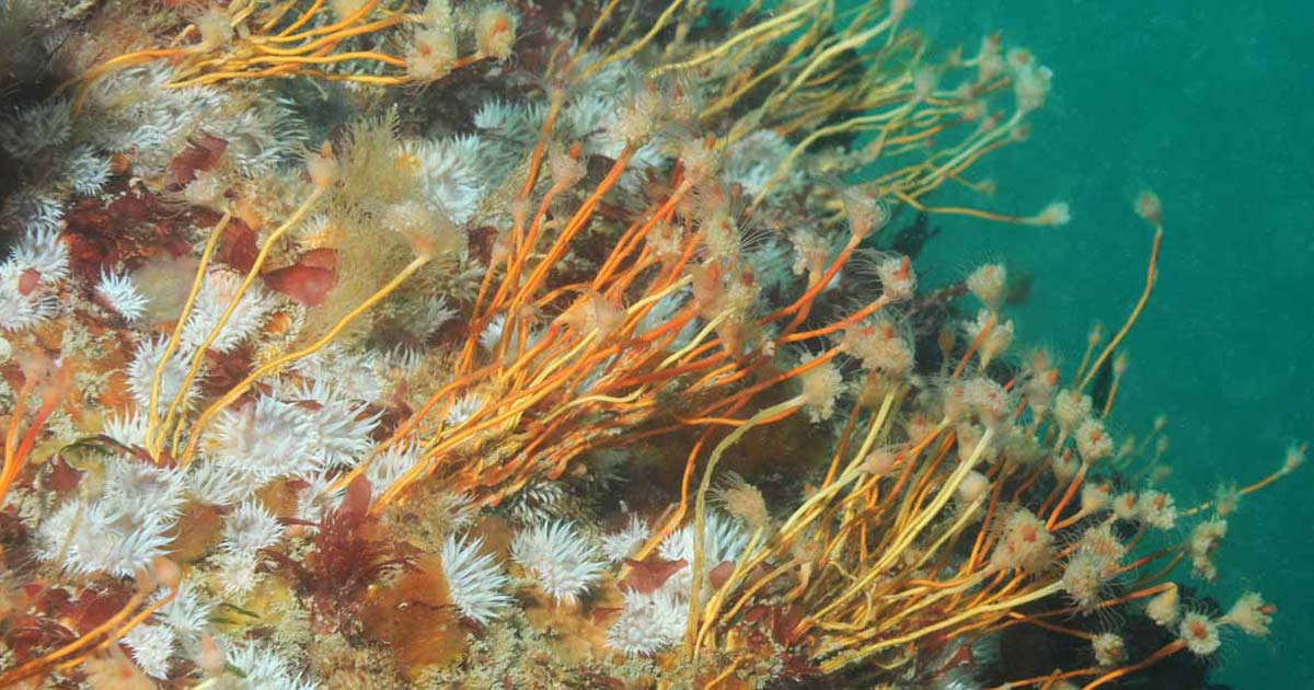 (c) Keith Hiscock Corail Eddystone