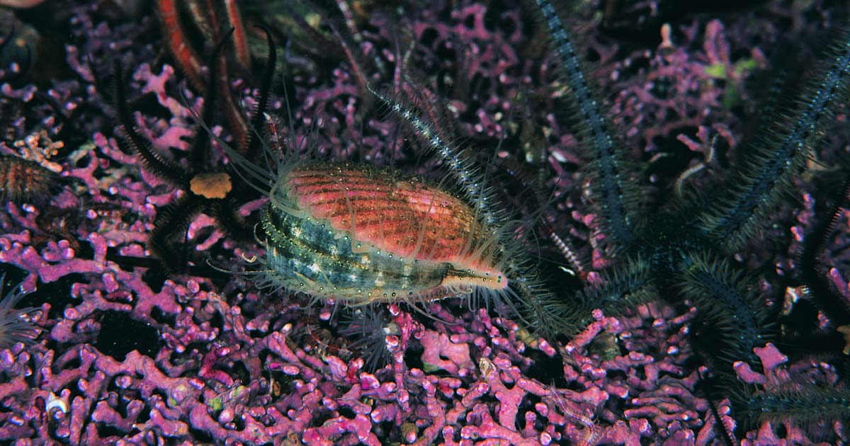 (C) Paul Naylor Lits Maerl