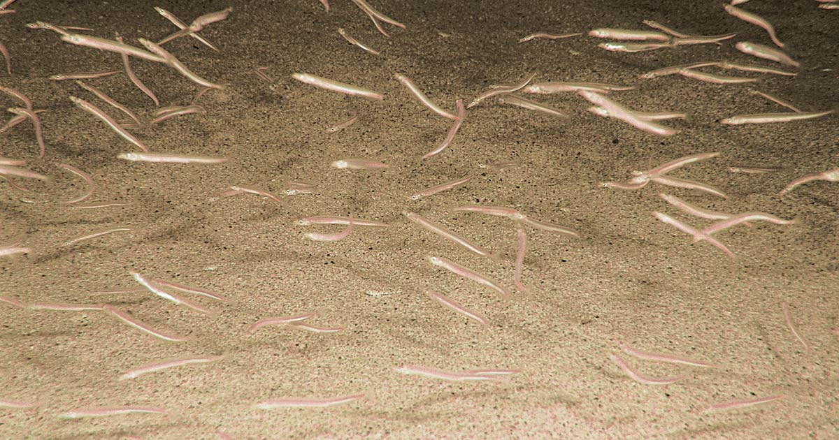 (C) Paul Naylor Anguilles de sable