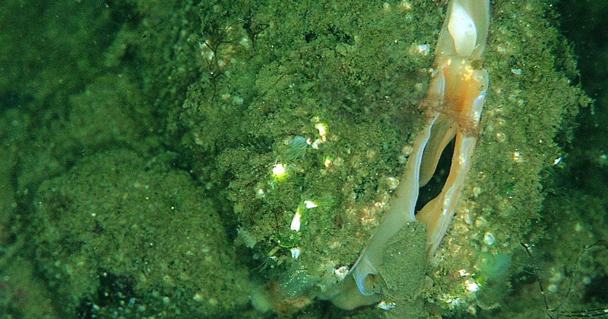 (c) Paul naylor Moule à cheval