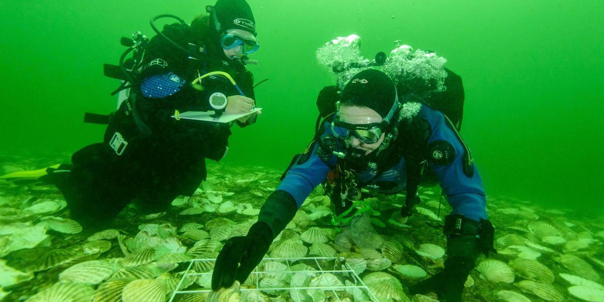Des plongeurs surveillent les pétoncles pour le projet Glenmorangie's Deep