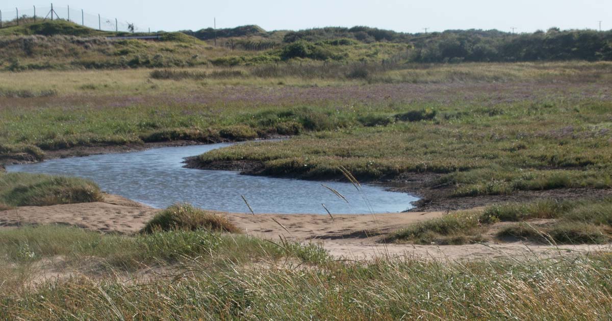 Saltmarsh, Pays de Galles