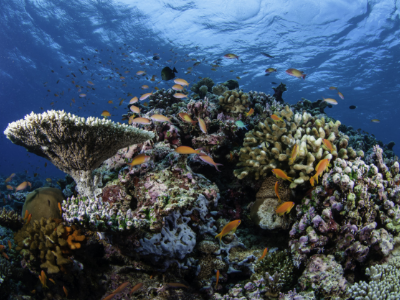 coral maldives "class =" img-responsive 