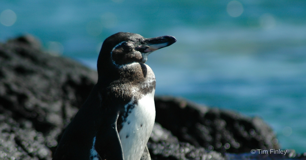 Pingouin des Galapagos