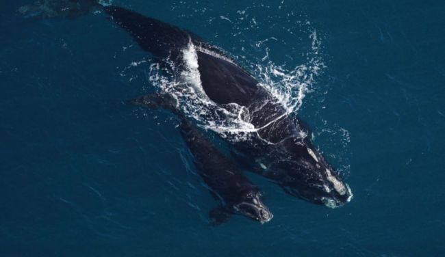 Baleines noires de l'Atlantique Nord