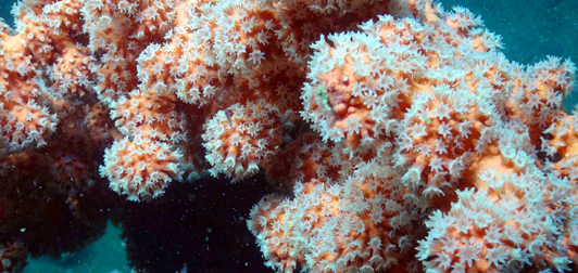 Bubblegum corail