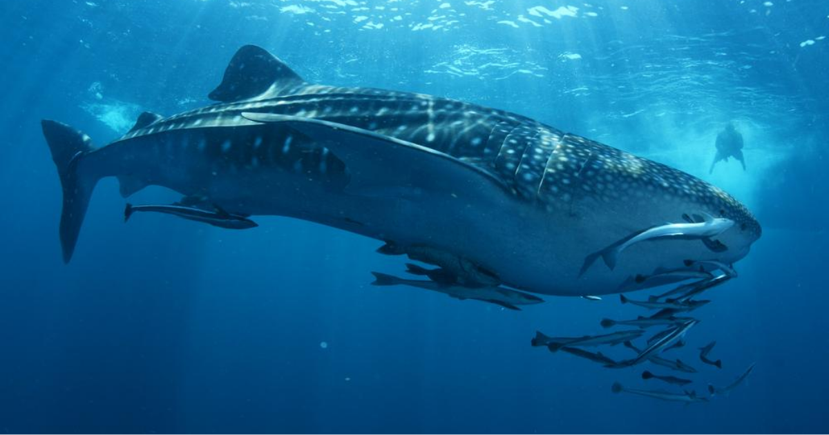 Grand requin baleine