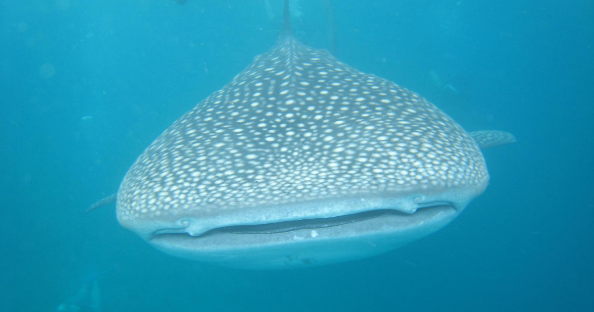 Récolte de requin baleine