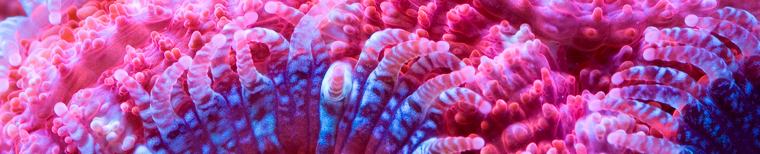 En-tête de corail