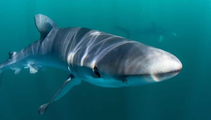 žralok modrý