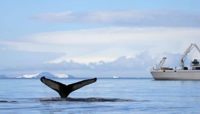 Gemilerle çarpışırken balina hayatını kurtarın